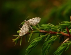 Eupithecia tantillaria (Dwarf Pug)
