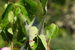 Yponomeuta malinellus (Apple Ermine)
