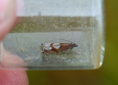 Ancylis uncella (Bjørkesigdvikler)