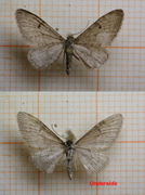 Eupithecia indigata (Furudvergmåler)