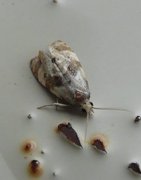 Aethes rubigana (Burdock Conch)
