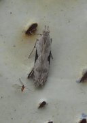 Hypatima rhomboidella (Square-spot Crest)