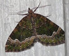 Colostygia olivata (Beech-green Carpet)