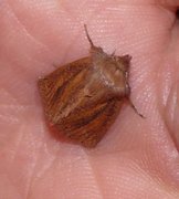 Denticucullus pygmina (Small Wainscot)