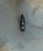 Epinotia trigonella (White-blotch Bell)