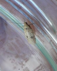 Agonopterix assimilella (Dusted Flat-body)