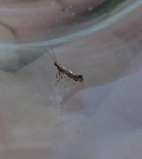 Calybites phasianipennella