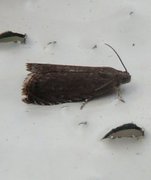 Grapholita tenebrosana (Deep-brown Piercer)