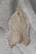 Acleris emargana (Notch-wing Button)