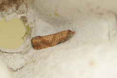Epinotia sordidana (Brown Alder Bell)