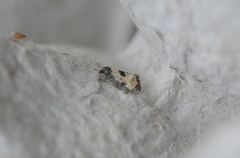 Cochylis dubitana (Svevepraktvikler)