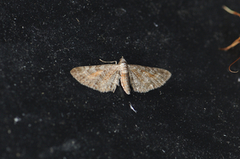 Eupithecia icterata (Tawny Speckled Pug)