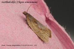 Clepsis senecionana (Rustbladvikler)