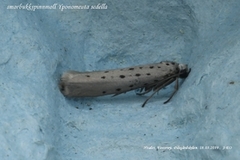 Yponomeuta sedella (Smørbukkspinnmøll)