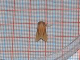 Denticucullus pygmina (Starrfly)