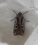 Euxoa tritici (Gråbrunt sandjordfly)