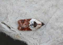 Acleris variegana (Marmorflatvikler)