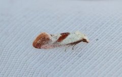 Falseuncaria degreyana (Breckland Conch)
