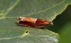Ancylis mitterbacheriana (Red Roller)
