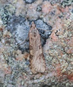 Nomophila noctuella (Smalengmott)