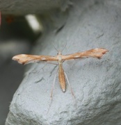 Gillmeria pallidactyla (Ryllikfjærmøll)