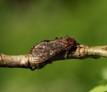 Notodonta torva (Grå ospetannspinner)