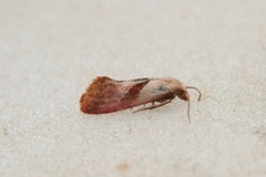 Falseuncaria degreyana (Breckland Conch)