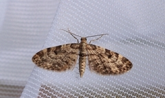 Eupithecia tantillaria (Grandvergmåler)