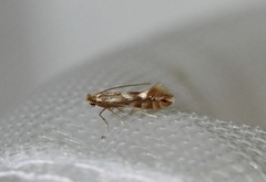 Phyllonorycter maestingella (Beech Midget)