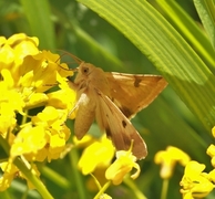 Heliothis peltigera (Okerfagerfly)