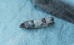 Notocelia incarnatana (Prydrosevikler)