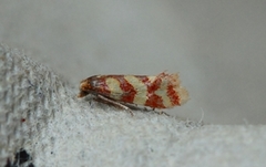 Aethes rutilana (Juniper Conch)