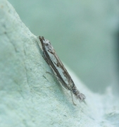 Platytes alpinella (Blålig nebbmott)
