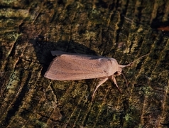 Rhizedra lutosa (Takrørfly)