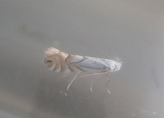 Phyllonorycter heegeriella (Pale Oak Midget)