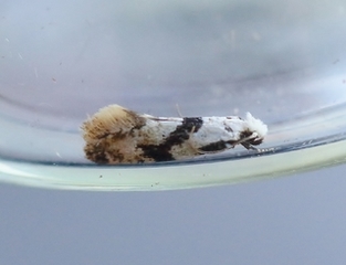 Nemapogon clematella (Barred White Clothes Moth)