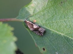 Rhopobota ustomaculana (Tyttebærhakevikler)