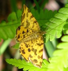 Pseudopanthera macularia (Speckled Yellow)