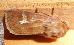 Cerapteryx graminis (Antler Moth)