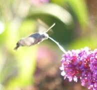 Macroglossum stellatarum (Hummingbird Hawk-moth)