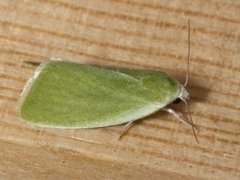 Earias clorana (Cream-bordered Green Pea)