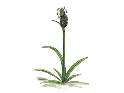 Starrfamilien (Cyperaceae)