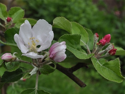 Apple (Malus ×domestica)