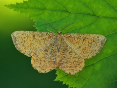 Angerona prunaria (Orange Moth)