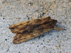 Lithophane semibrunnea (Tawny Pinion)