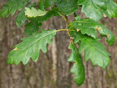 Sessile Oak (Quercus petraea)