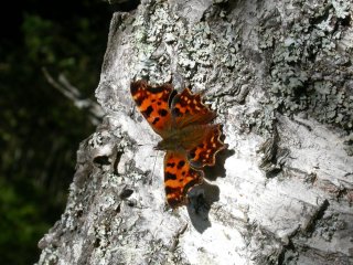 Polygonia c-album (Comma Butterfly)