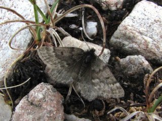 Glacies coracina (Black Mountain Moth)