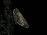 Eurois occulta (Mørkt skogfly)
