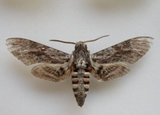 Agrius convolvuli (Convolvulus Hawk-moth)